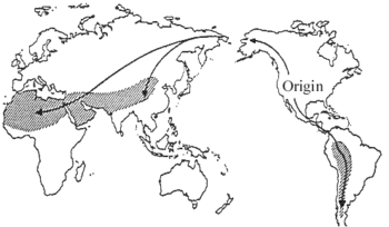 Map showing distribution of camelids since their origin in North America in the pleistocene epoch.