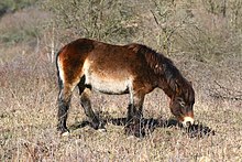 Exmoor pony grazing heath Exmoor pony at Slovicky vrch, Dobrany, 2019-02-23, 01.jpg