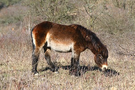 Exmoor pony grazing heath