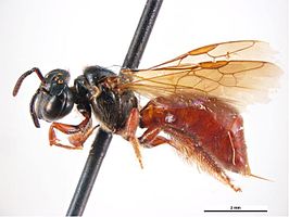 Exoneura bicincta