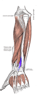 Musculus extensor indicis