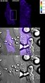 File:F-actin-rich-contractile-endothelial-pores-prevent-vascular-leakage-during-leukocyte-diapedesis-ncomms10493-s3.ogv