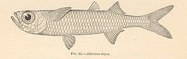 Atherinomorus stipes