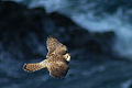 Falco tinnunculus -Newquay, Cornwall, England -hovering-8.jpg