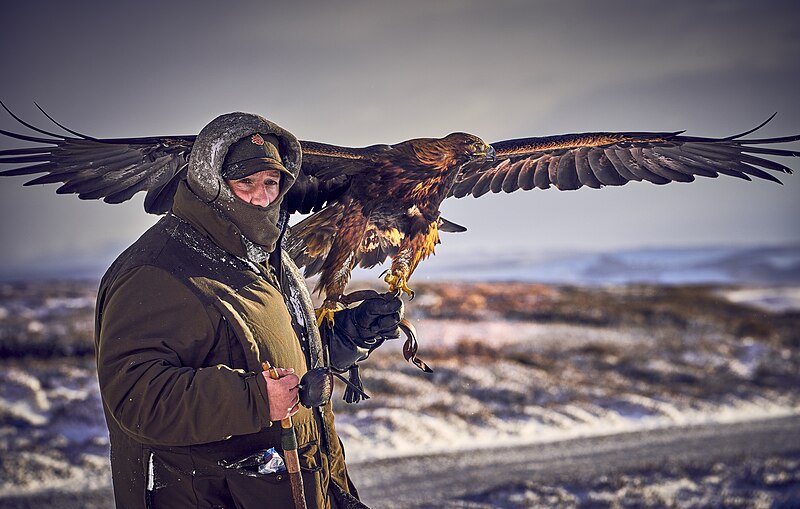 File:Falconry eagles hares Scotland 01.jpg