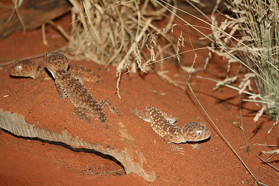 Rough knob-tailed gecko (Nephrurus amyae), Sydney's WildLife Zoo