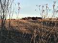 Farm near Shiloh