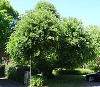 1 linden tree