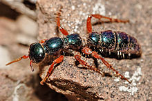 Diamma bicolor female (subfamily Diamminae) photographed in Australia Female blue ant05.jpg