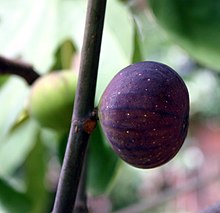 Un brogiotto nero