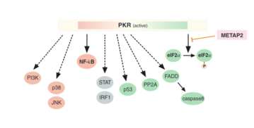 Figure showing the different signaling pathways that activated PKR plays a role in. Most results of these pathways help in fighting off viral infection and regulating the immune response, conferring PKR with apoptotic and pro-inflammatory functionality. Figure of PKR signalling pathways.png