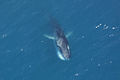 Fin Whale feeding.jpg