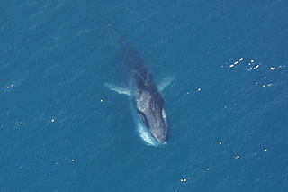 ナガスクジラ - Wikiwand