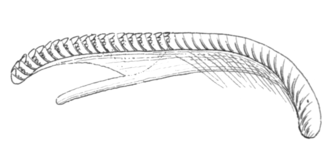 Drawing of lateral view of the radula of Fiona pinnata. Anterior end is on the left. Fiona pinnata radula 2.png