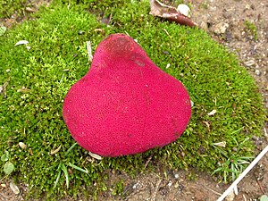 Beefsteak Fungus on moss