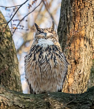 Eurasian eagle-owl (not wild, but escaped from the zoo, see Flaco (owl)), Central Park