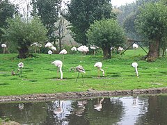 Flamingoes в Martin Mere.JPG 