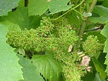 Melon de Bourgogne grapes during flowering. Fleur de Muscadet.jpg