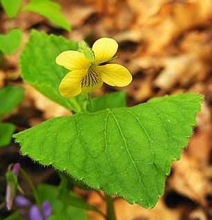 <i>Viola pubescens</i> Species of flowering plant in the family Violaceae