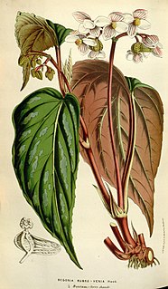 <i>Begonia hatacoa</i> Species of plant in the genus Begonia