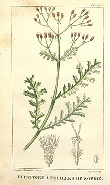 Flore médicale des Antilles, ou, Traité des plantes usuelles (Pl. 152) (8201993229).jpg