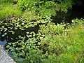 Florida Waccasassa River03.jpg 