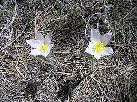 Florissant Fossil Beds National Monument PA272524.jpg