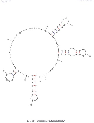 <span class="mw-page-title-main">Vault RNA</span>