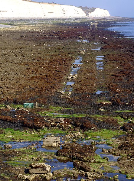 File:Former track of Daddy longlegs 20090820.jpg