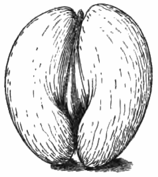 File:Fotg cocoa d032 coco de mer.png