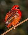 * Nomination A Red fody, Foudia madagascariensis, Karlsruhe Zoo --Llez 06:35, 6 August 2019 (UTC) * Promotion Good quality. --Berthold Werner 07:21, 6 August 2019 (UTC)