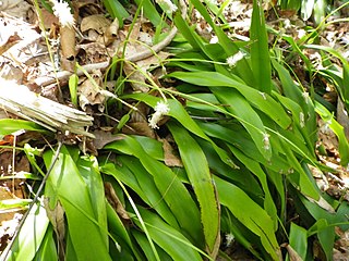 <i>Cymophyllus</i> Genus of grass-like plants