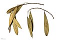  Fraxinus angustifolia