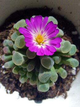 Frithia pulchra