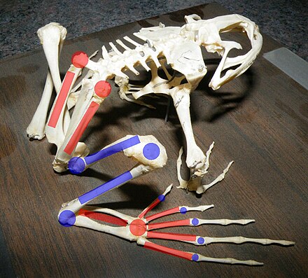 A bullfrog skeleton, showing elongated limb bones and extra joints.  Red marks indicate bones which have been substantially elongated in frogs and joints which have become mobile.  Blue indicates joints and bones which have not been modified or only somewhat elongated.
