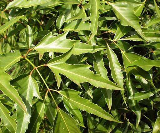 Fruticosus leaf