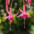 * Nomination Fuchsia 'Theo Jeukens'. --Famberhorst 06:20, 5 September 2016 (UTC) * Promotion Good quality. --Hubertl 07:32, 5 September 2016 (UTC)