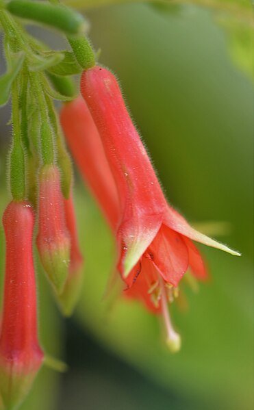 File:Fuchsia fulgens var. rubra grandiflora 4203.jpg