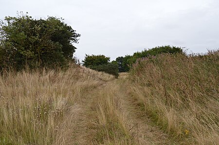 Furze Hill 1