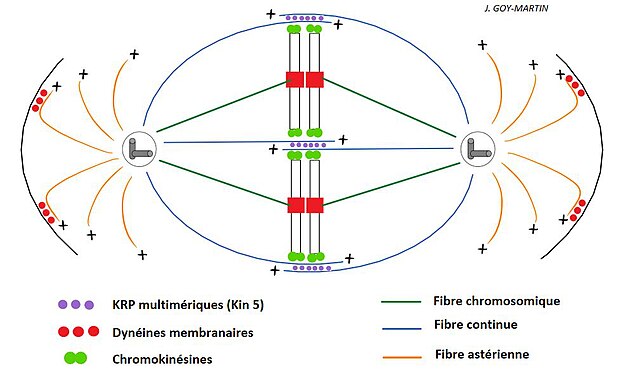 Fus acromàtic enganxat a dos centrosomes, els diversos tipus de microtúbuls i els diferents motors proteics