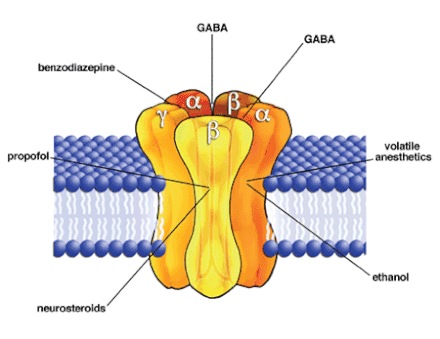 GABAA receptor and the location of various ligand-binding sites.