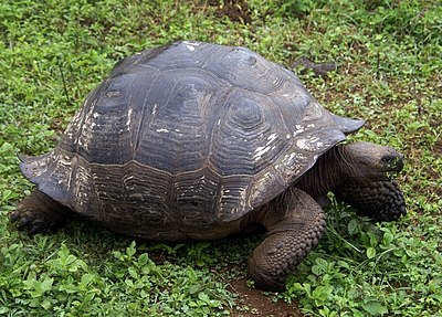 Черепаха в какой природной. Гигантская черепаха (Testudo gigantea). Сухопутная черепаха Галапагосы. Санта Крус Галапагосские острова черепахи. Панцирь Галапагосские черепахи.