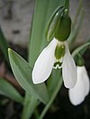 Blossom of the Elwes snowdrop com o padrão característico