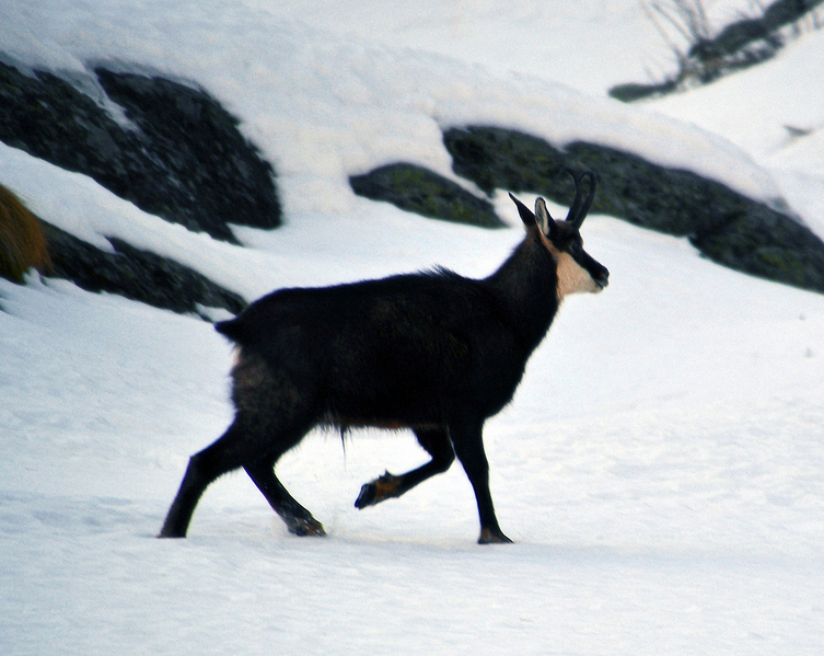 File:Gamuza corriendo sobre la nieve en el Parque Nacional Gran Paradiso (Italia).png