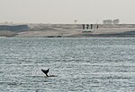 Thumbnail for Vikramshila Gangetic Dolphin Sanctuary