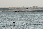 Gangetic Dolphin.jpg