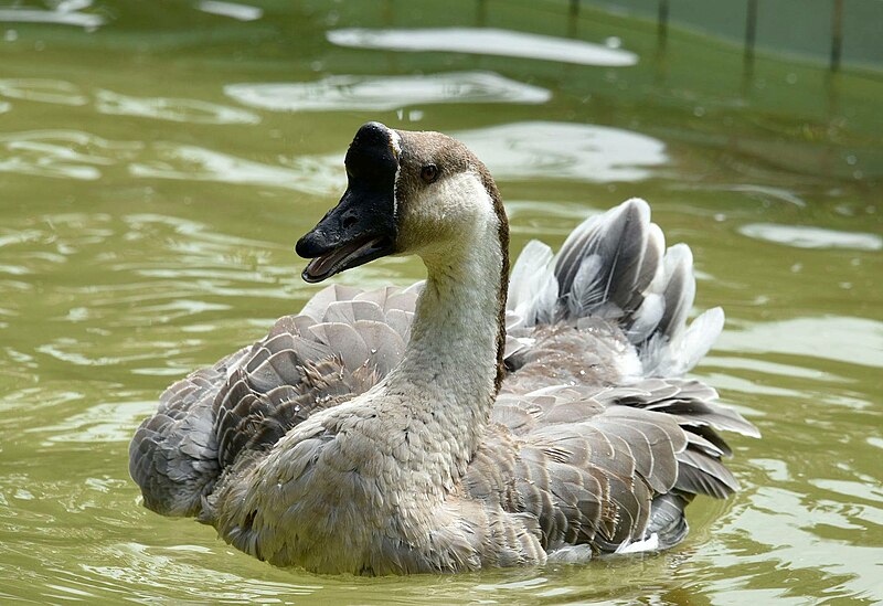 File:Ganso-africano ou ganso-cisne, fotografia de Virgílio Gomes, 2 de outubro de 2021, Funchal - Image 195935.jpg