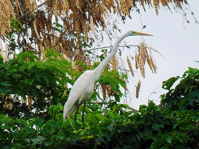 File:Garza en el patio de mi casa, Hatillo, Puerto Rico - panoramio (1).jpg