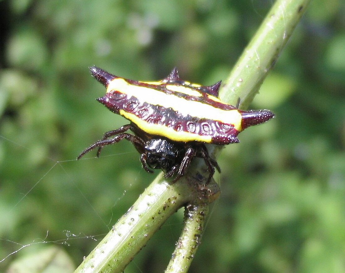 Gasteracantha fornicata