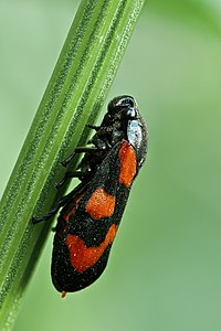 Cercopis vulnerata (Black-and-red Froghopper)